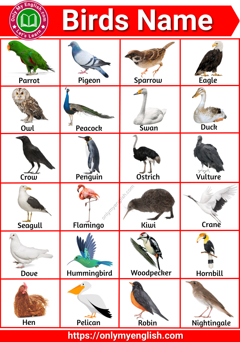 List of all Birds Name in English with Pictures » Onlymyenglish.com