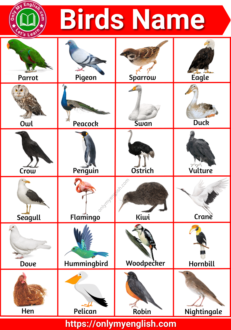 List of all Birds Name in English with Pictures »