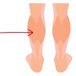 calf