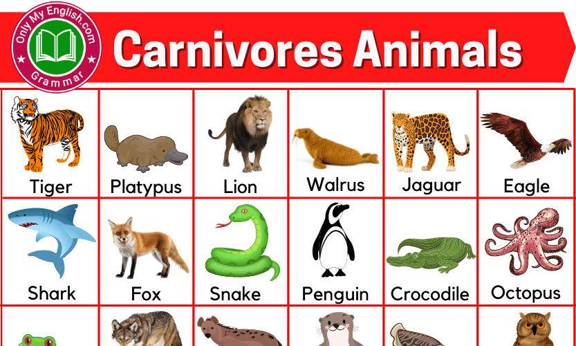 30+ Carnivores Animals Name List with Pictures » OnlyMyEnglish