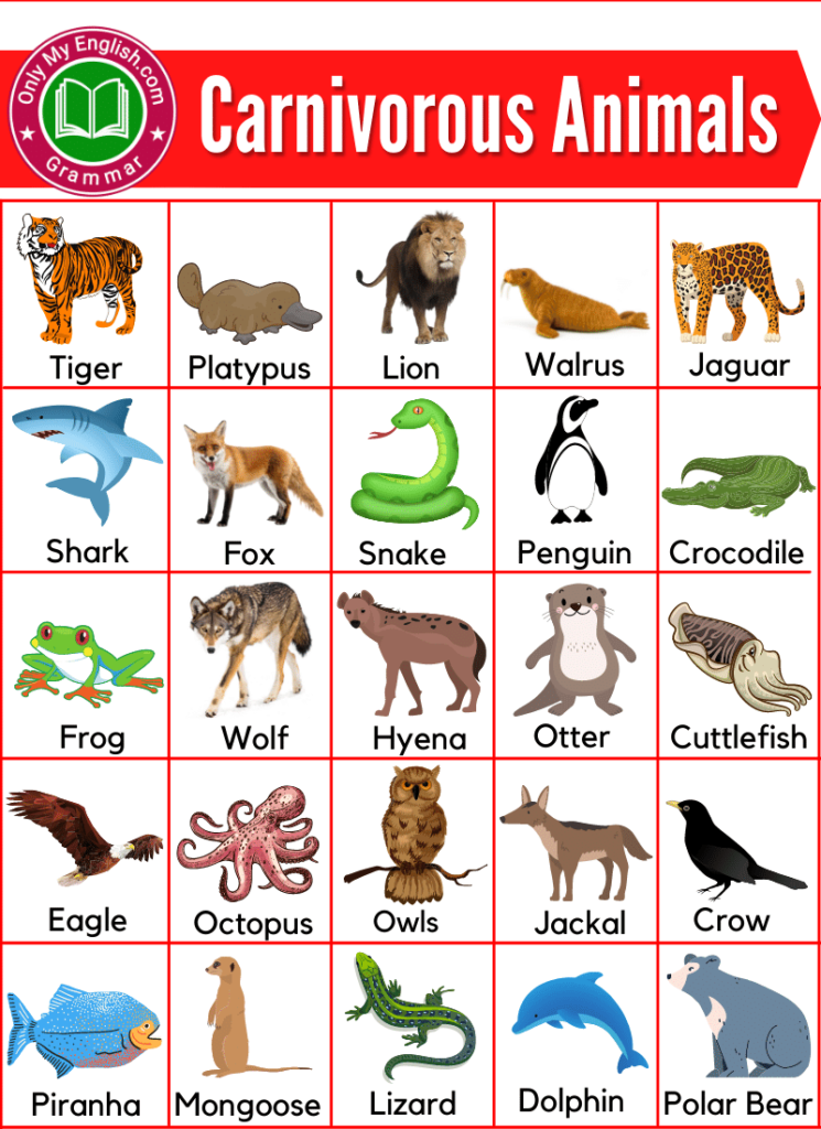 carnivorous animals name