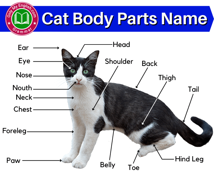 cat body parts name