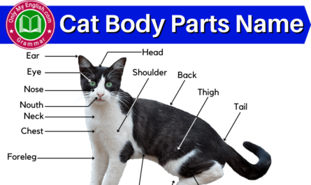 cat body parts name