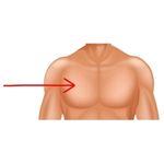 chest