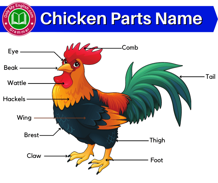 chicken body parts name