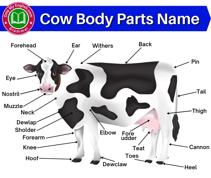 cow body parts