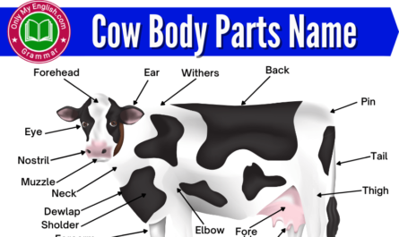 cow body parts name