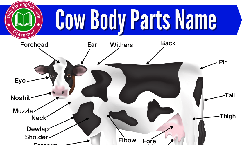 Cow Body Part Names in English with Diagram » OnlyMyEnglish