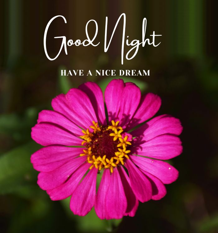 cute good night images