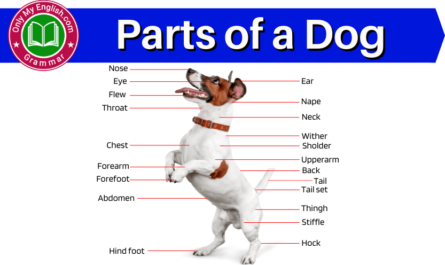 dog anatomy parts of a dog