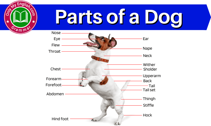 dog-body-parts-name-with-pictures-onlymyenglish