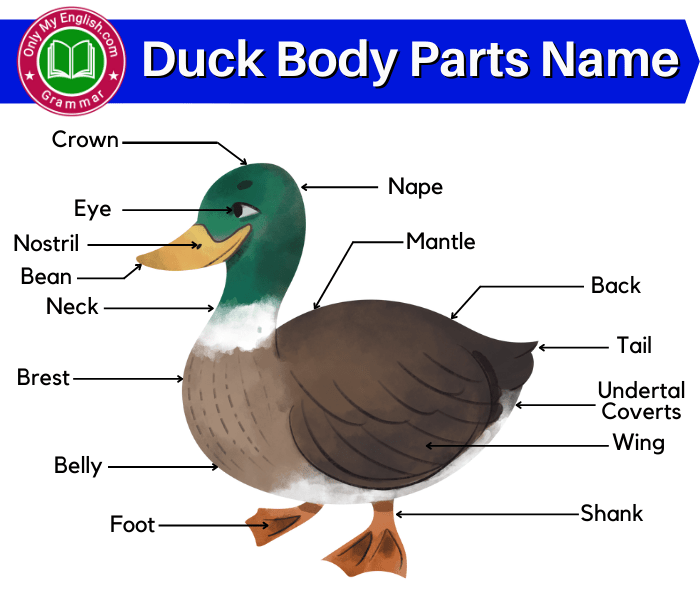 duck anatomy body parts name