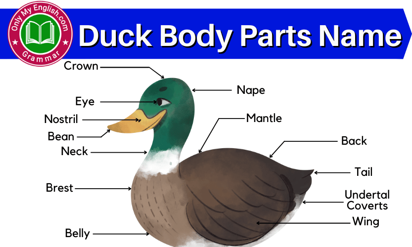 Duck Body Parts Name with Diagram » Onlymyenglish.com