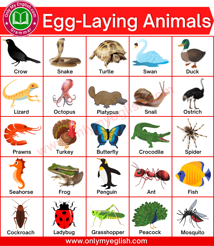 50+ Egg laying Animals Name with Pictures