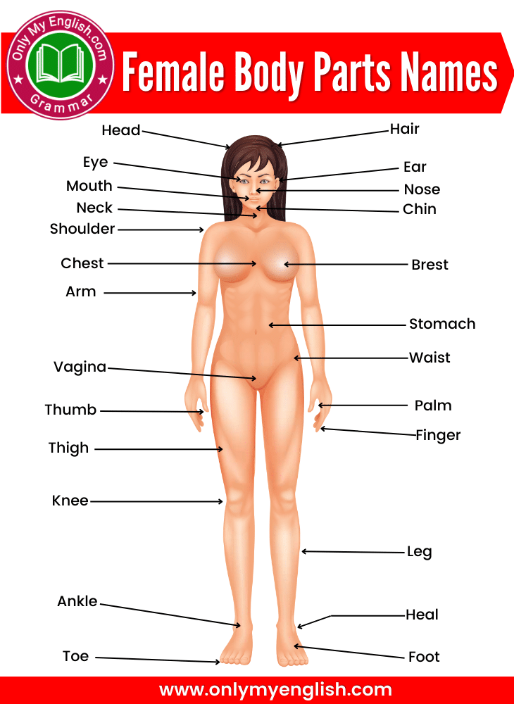 female body parts name in english
