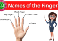 finger names