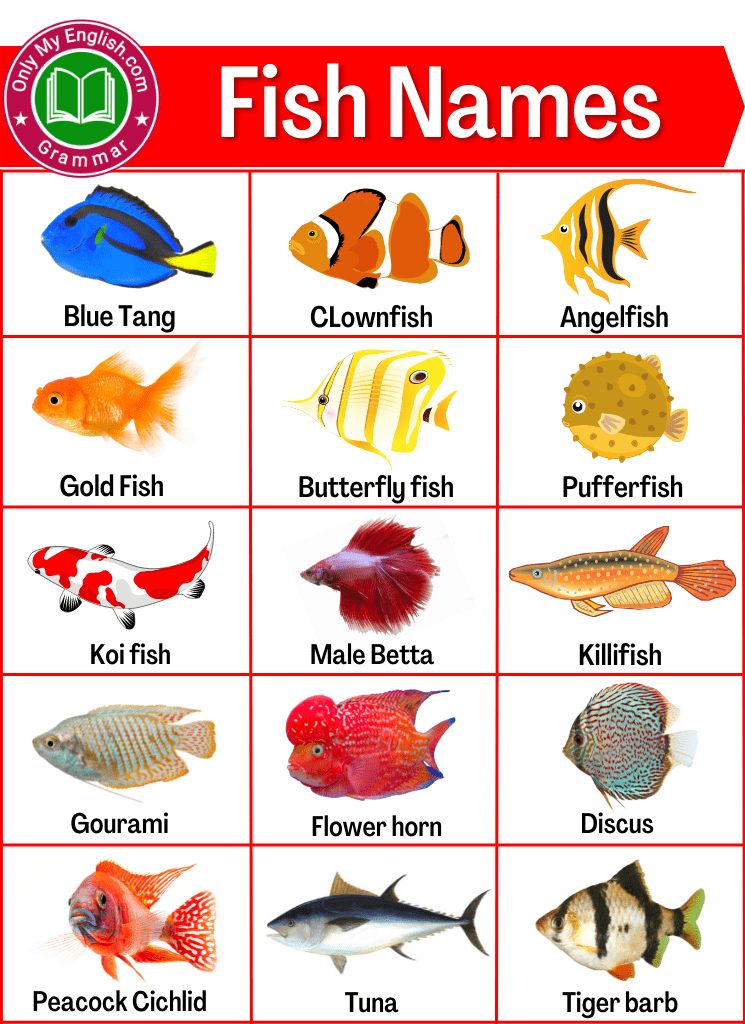 Types Of Fishes   Fish Name In English 