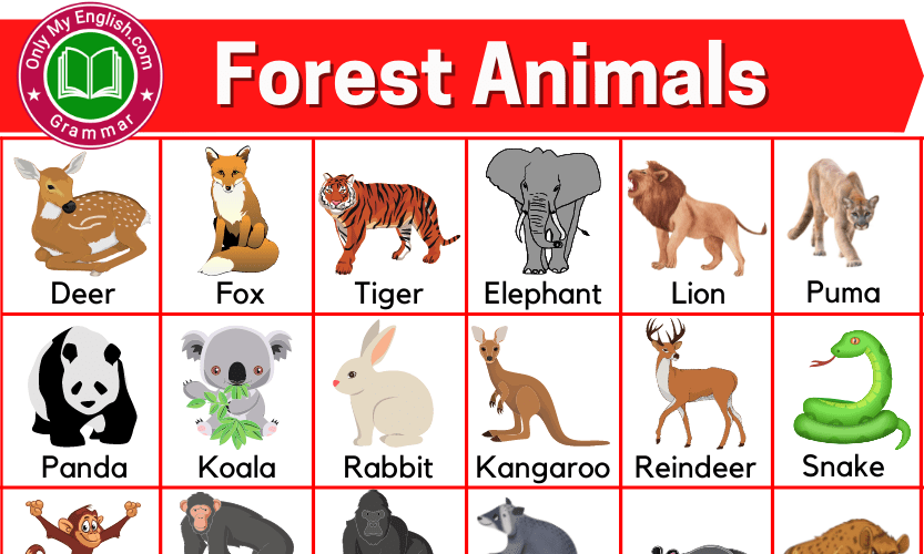 Forest Animals: List of Forest Animals Name with Images » OnlyMyEnglish