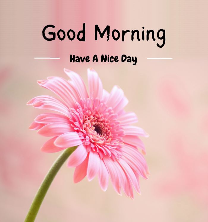 g morning