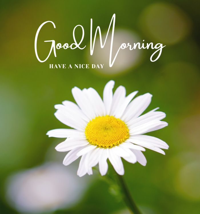 gm image