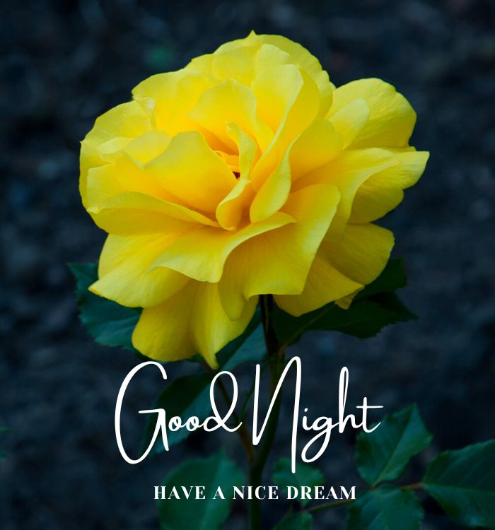 gn images love