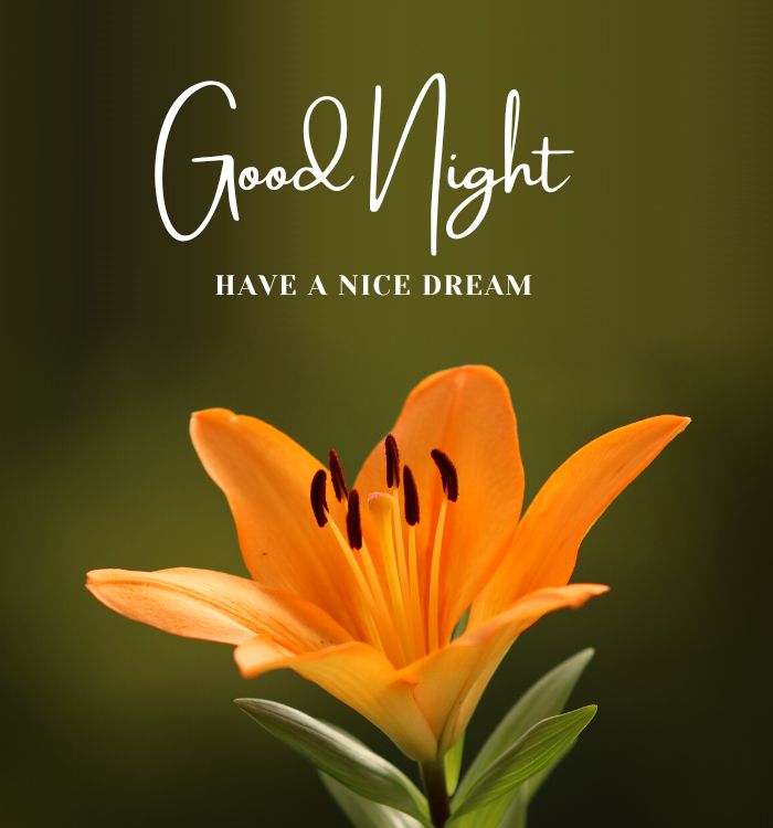 gn images