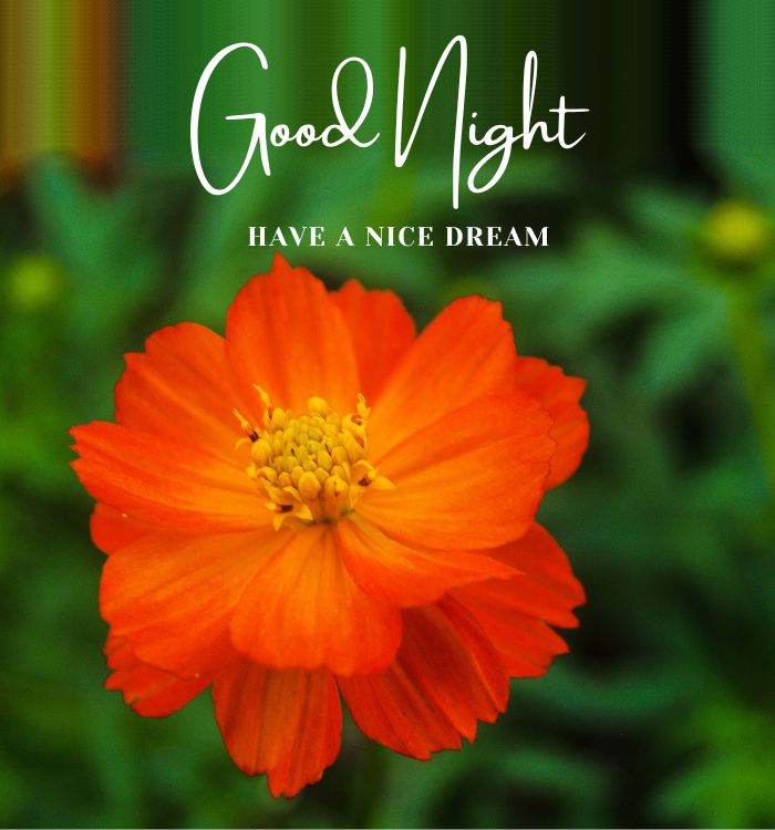 god night