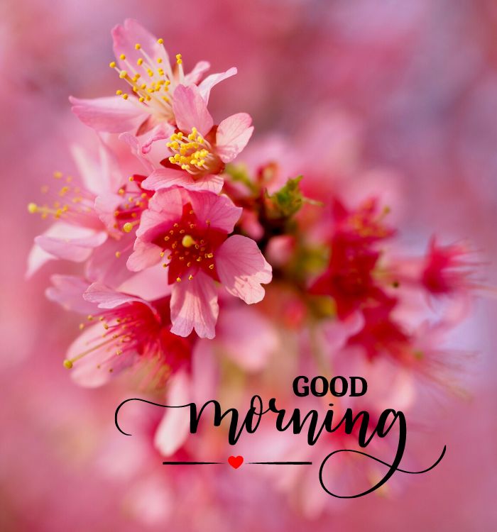 good morning image new
