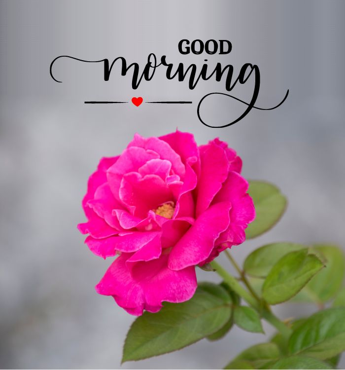 good morning latest