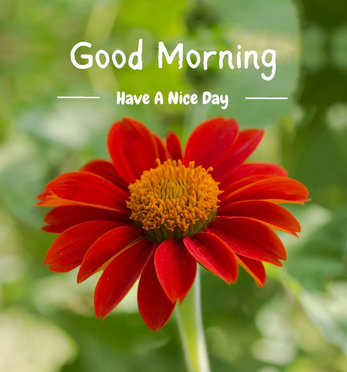 good morning imaging