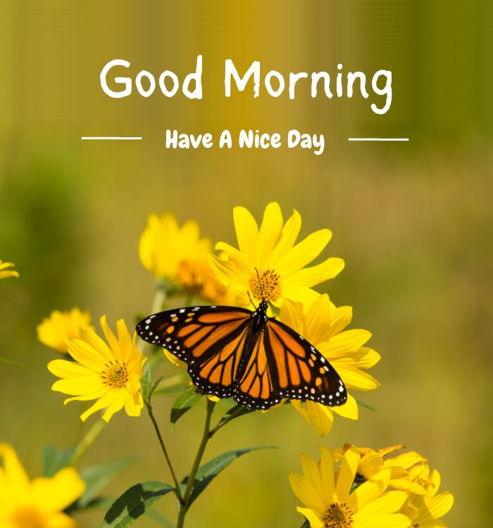 good morning new style
