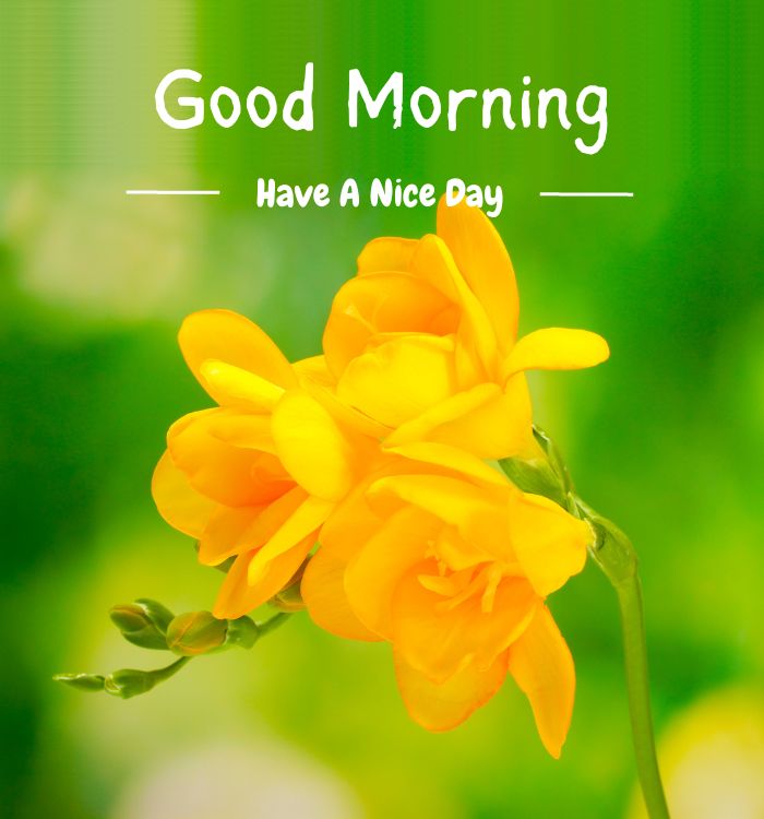 good morning photo image