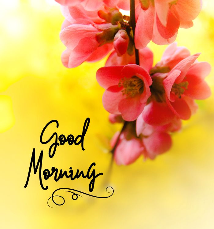 good morning pics hd