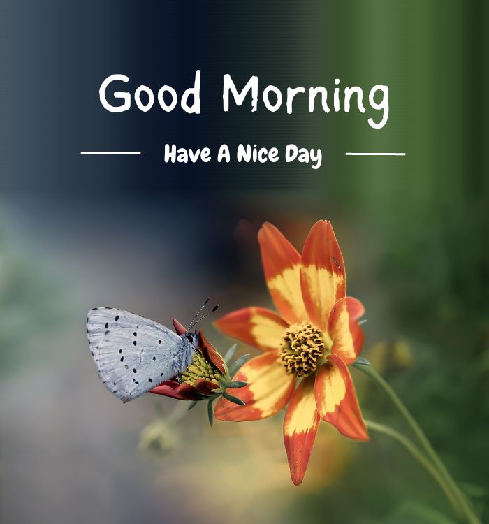 good morning wallpaper