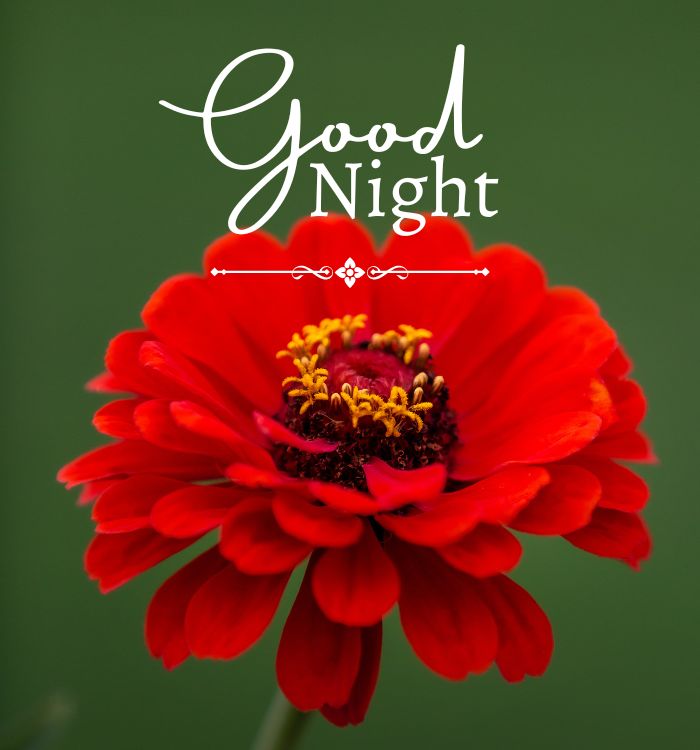good night good night