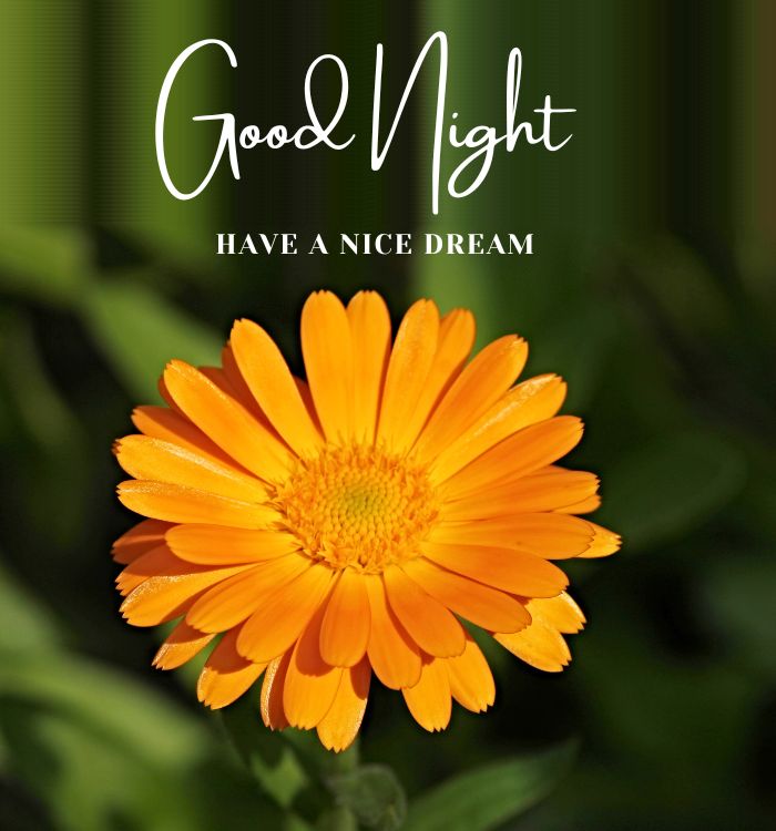 good night ka photo