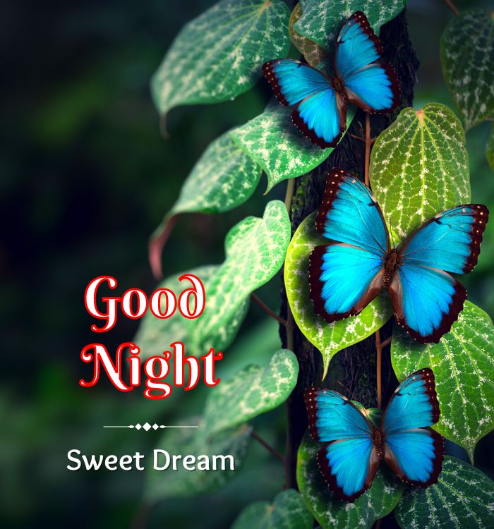 good night ke wallpaper
