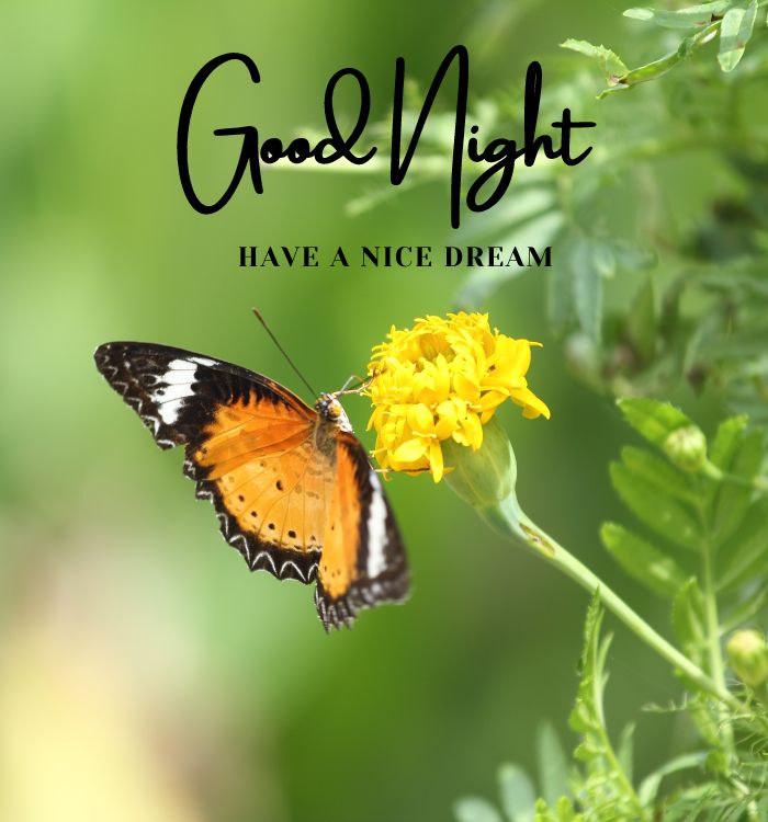 good night new