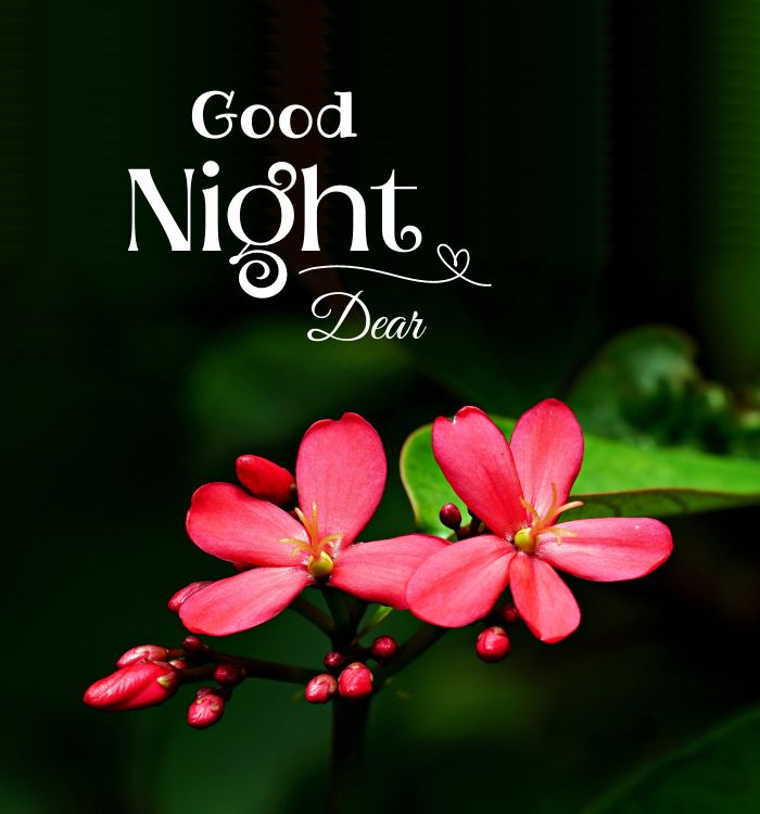 good night photos