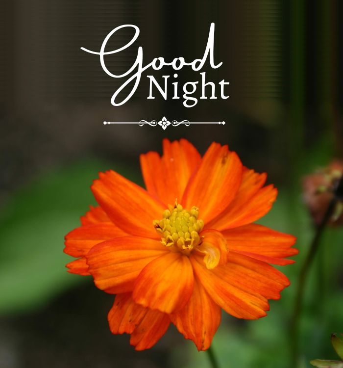 good night pictures images
