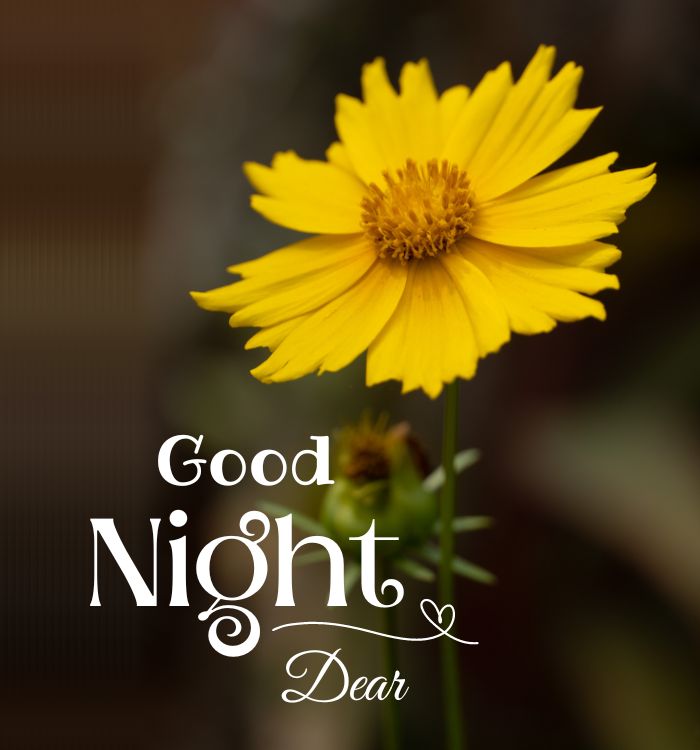 good night quotes