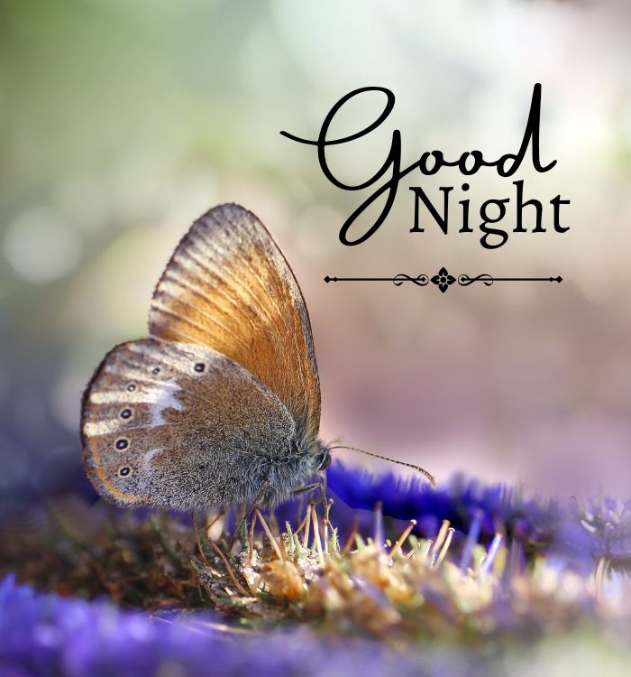good night sweet dreams images