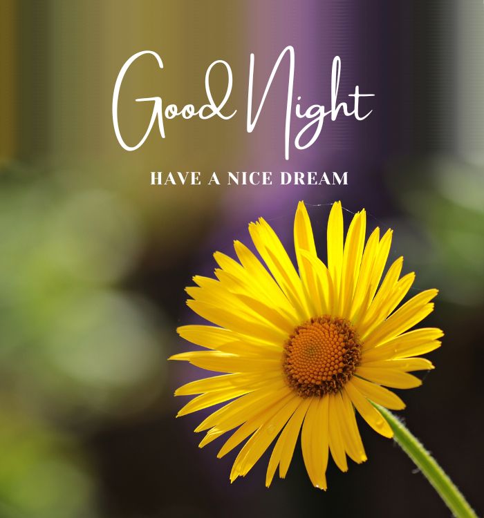 gud nite