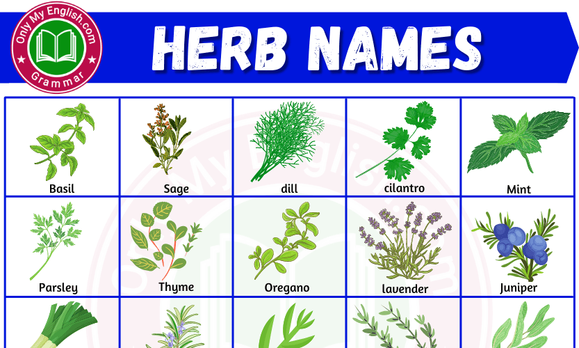 30+ Herbs Name in English Herbs Plants Name »