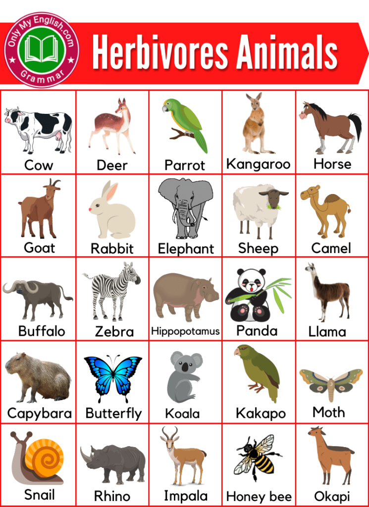 herbivores-animals-name