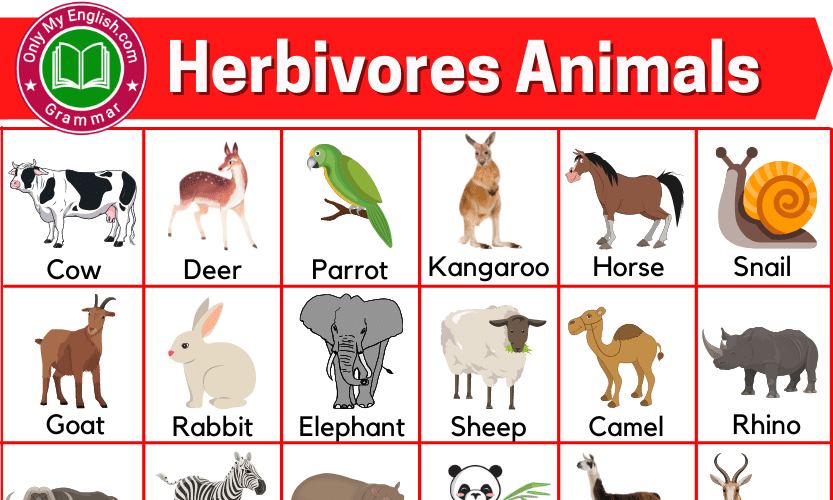 Herbivores Animals Name List with Pictures » OnlyMyEnglish