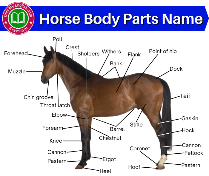 horse body parts name