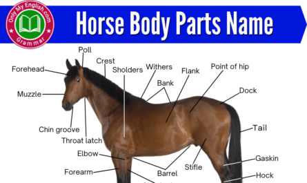 horse body parts name