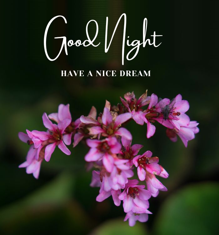 image good night