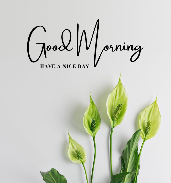 image of good morning